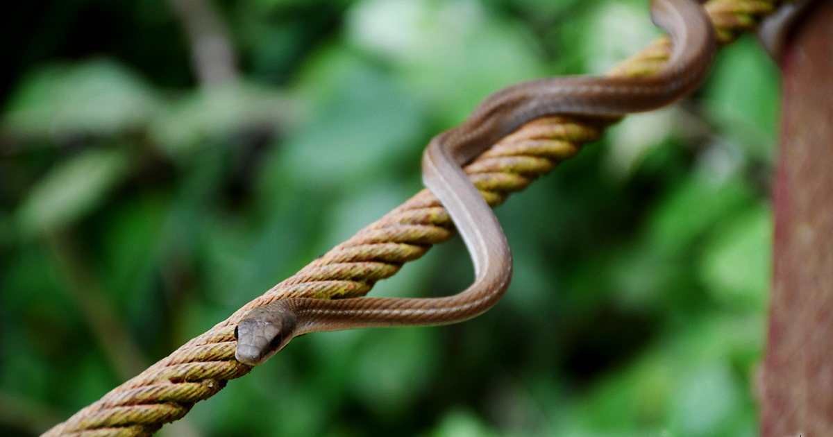 Diversidad de la fauna en la Amazonia (Foto: GAMR)